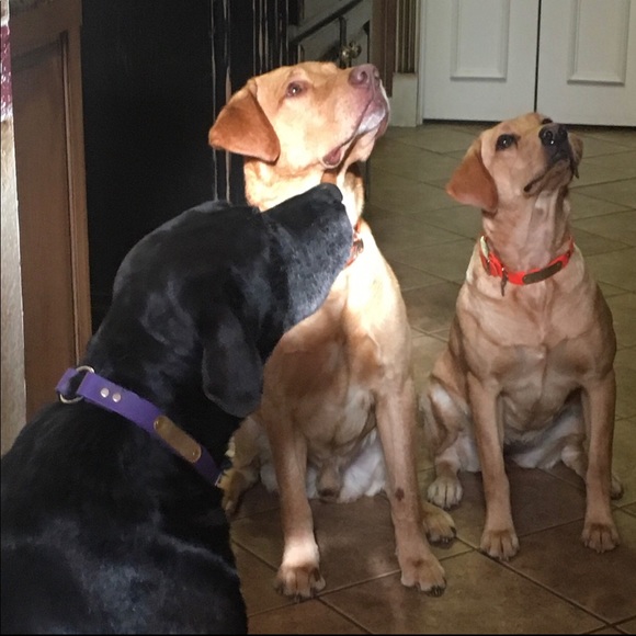 Meet your Posher, Molly - Picture 3 of 3